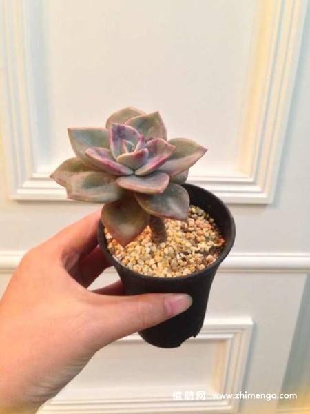 旭鹤多肉植物图片