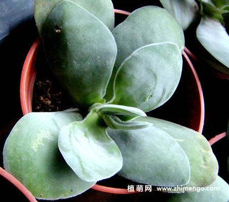 圆刀多肉植物图片