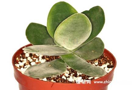 圆刀多肉植物图片