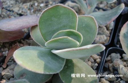 圆刀多肉植物图片