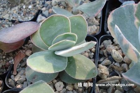 圆刀多肉植物图片