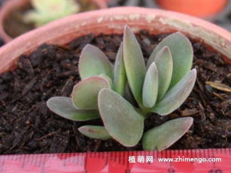 圆刀多肉植物图片