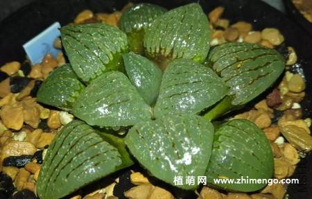 亲指姬多肉植物图片大全