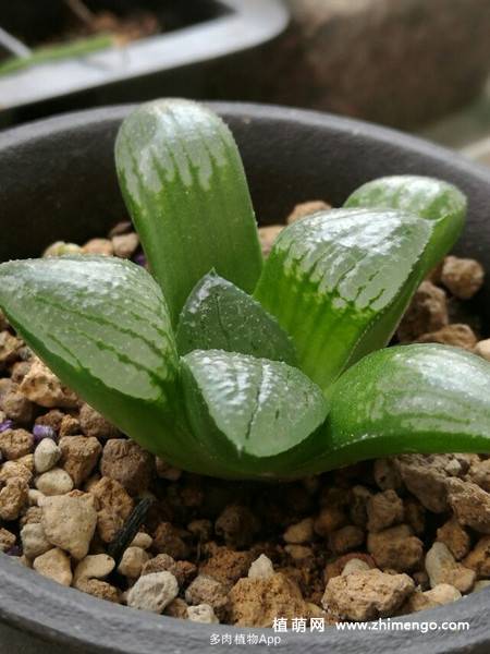亲指姬多肉植物图片大全