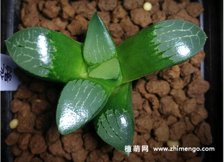 亲指姬多肉植物图片大全