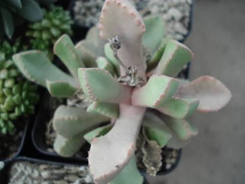 多肉植物名称及图片——齿叶番杏