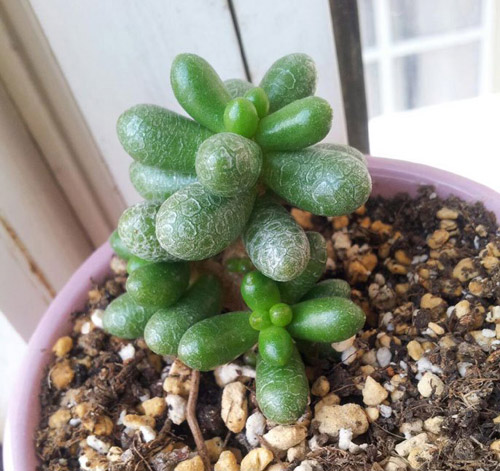 多肉植物名称及图片——绿龟之卵