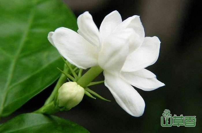 虎头茉莉和普通茉莉有什么不同