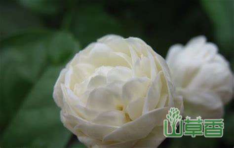 虎头茉莉和普通茉莉有什么不同
