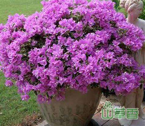 三角梅怎么换盆，什么时候换盆合适