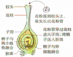 花朵是如何完成受精过程的，受精后会有什么变化