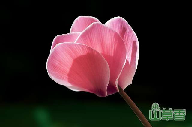 仙客来叶片发黄渐渐秃头是死掉了吗？