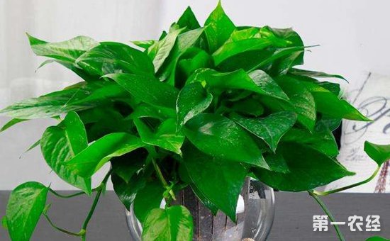 7种最易成活的水培植物介绍！干净卫生易管理