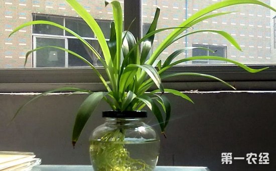 7种最易成活的水培植物介绍！干净卫生易管理
