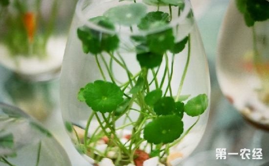 7种最易成活的水培植物介绍！干净卫生易管理