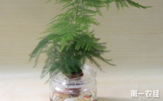 7种最易成活的水培植物介绍！干净卫生易管理
