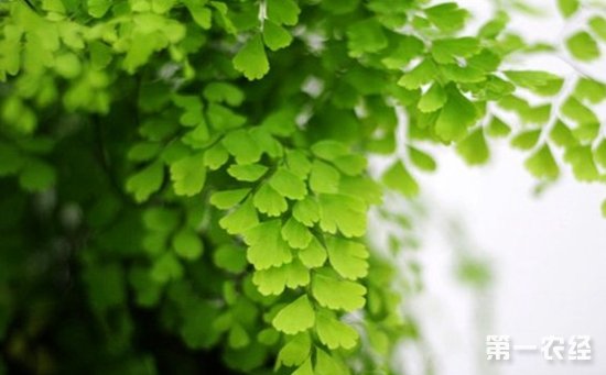 铁线蕨可以水培吗？铁线蕨的水培方法与管理