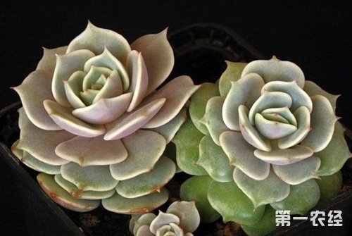 莲花掌怎么养？莲花掌的养殖方法和注意事项