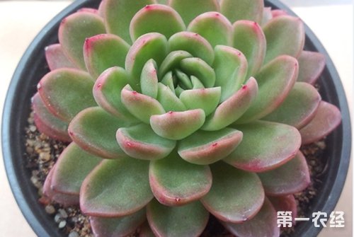 莲花掌怎么养？莲花掌的养殖方法和注意事项
