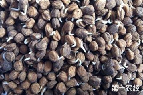 当年人参种子的催芽方法：