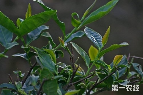 铁观音产地在哪里？