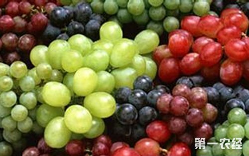 葡萄品种有哪些？葡萄品种大全