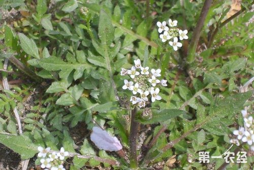 荠菜怎么种？荠菜种植栽培技术