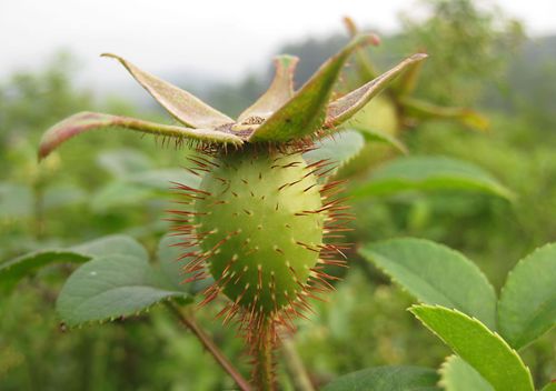 金樱子药用功效一级种植技术