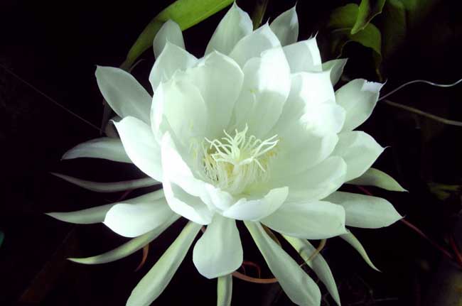 昙花的四季养殖方法