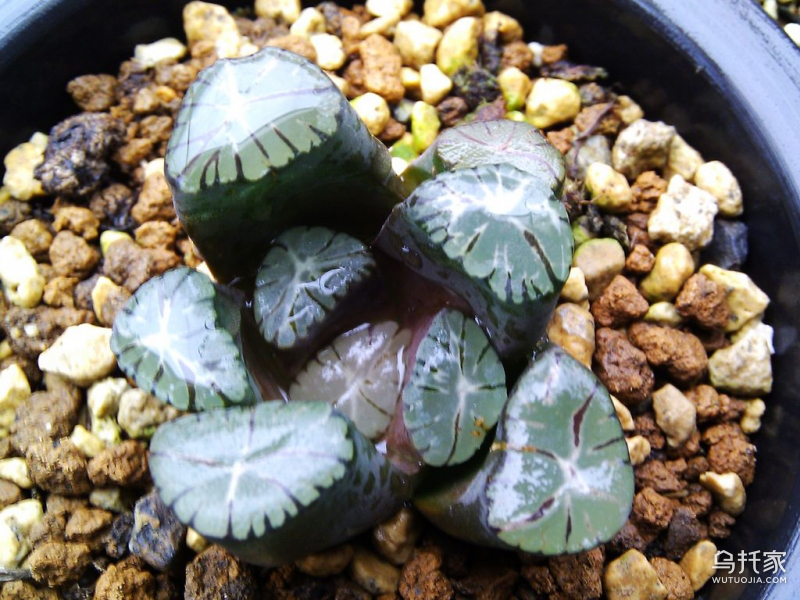 多肉植物十二卷知多少 多肉植物十二卷怎么养