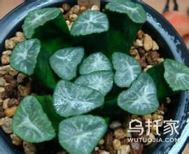 多肉植物十二卷知多少 多肉植物十二卷怎么养