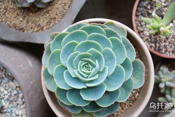 多肉植物玉蝶怎么养