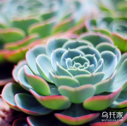 多肉植物玉蝶怎么养
