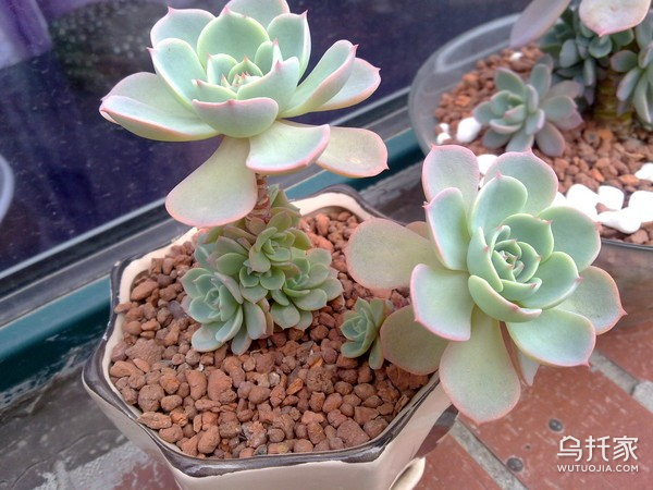 多肉植物玉蝶怎么养