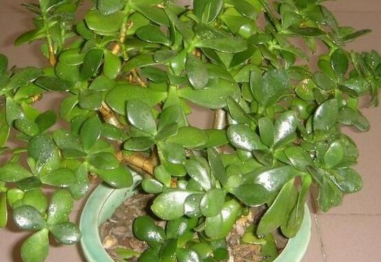 厚脸皮种植方法