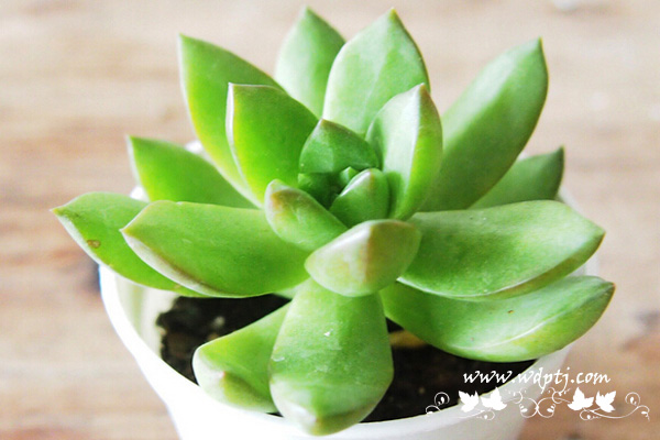 多肉植物黄丽怎么养_多肉植物黄丽养殖技巧