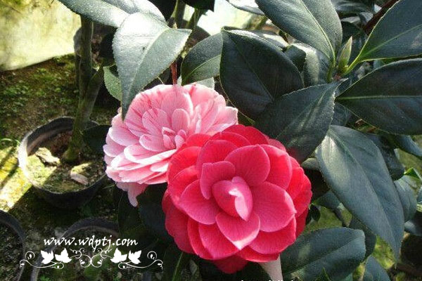 五色赤丹茶花好不好_五色赤丹茶花怎么养？