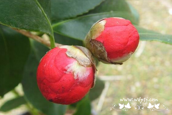 五色赤丹茶花好不好_五色赤丹茶花怎么养？