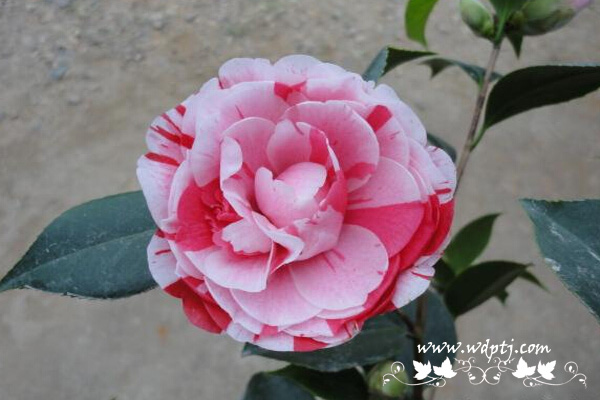五色赤丹茶花好不好_五色赤丹茶花怎么养？