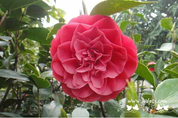 五色赤丹茶花好不好_五色赤丹茶花怎么养？