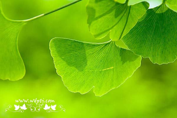 银杏树种植方法_银杏树的特点_作用是什么？