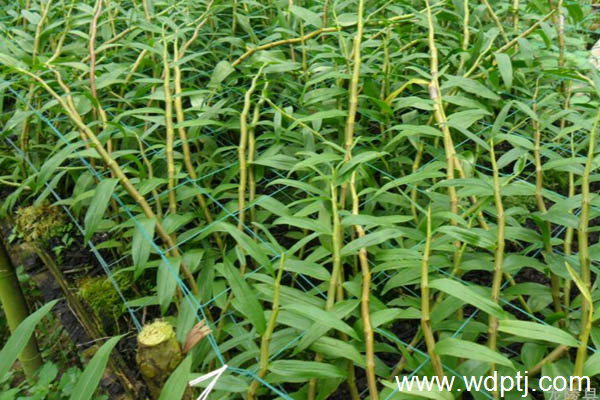 紫皮石斛的种植方法及技术_紫皮石斛图片