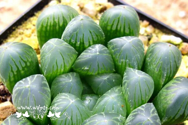 冰灯玉露盆栽怎么养才好看？