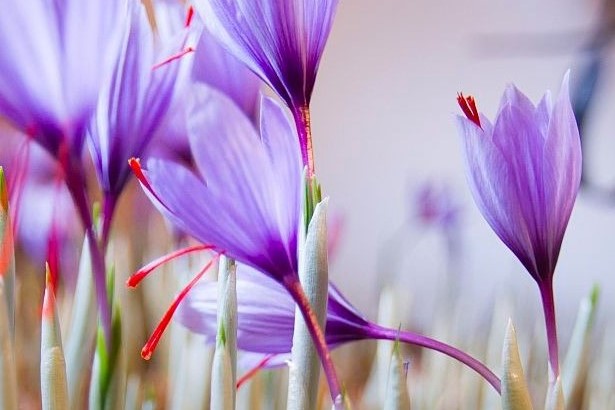番红花种植方法
