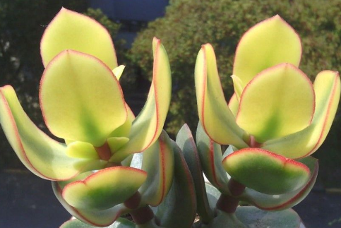 花月锦的养护方法