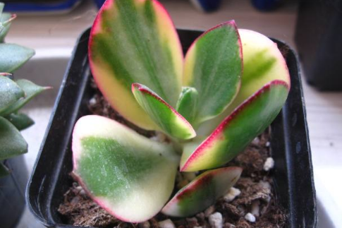 花月锦的养护方法
