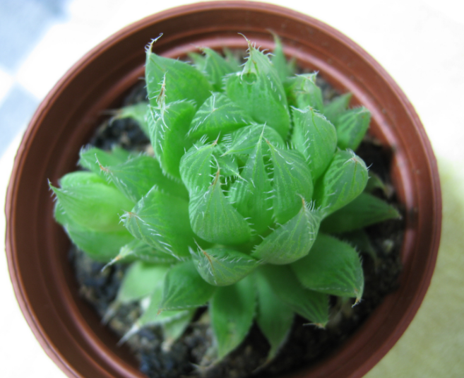 宝草的养殖方法