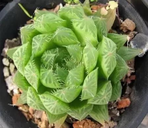 宝草的养殖方法