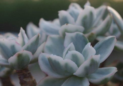 花叶寒月夜的养殖方法