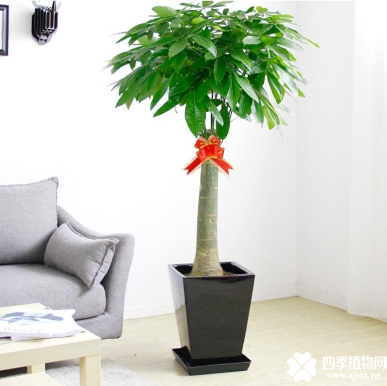 发财王的养殖方法